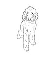 labradoodle mix dog - isolated on white background vector image