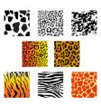 animal fur and skin vector image