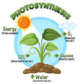 Diagram of photosynthesis for biology and life Vector Image