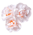 realistic daffodil flower vector image
