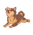 shiba inu dog vector image vector image