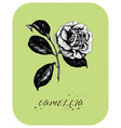 tea rose 3 vector image vector image