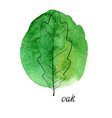 leaf of oak tree vector image vector image