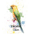 tropical paradise parrot bird watercolor vector image vector image