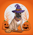 french bulldog in halloween disguise sitting vector image vector image