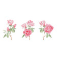 watercolor pink rose flower bouquet vector image vector image