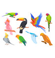 exotic pretty parrots cartoon parrot of tropical vector image