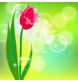 card with red tulip on light green bokeh vector image