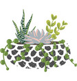 houseplant succulent flower decor flat icon vector image vector image