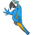macaw parrot cartoon vector image