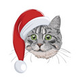 cat with christmas hat isolated on white vector image