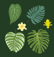 tropical leaves summer green exotic jungle palm vector image