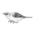yellow warbler sketch hand drawn wildlife i vector image vector image