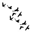 isolated silhouette flocks birds vector image