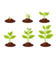 planting tree seeds sprout in ground vector image