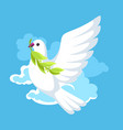 white dove of peace bears olive branch vector image