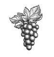 ink sketch of grape bunch vector image