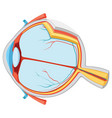 eye anatomy vector image
