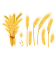 set wheat yellow ripe spikelets and grains vector image