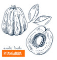 pitangatuba hand drawn vector image vector image