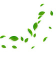falling green leaves fresh tea chaotic fly vector image
