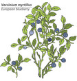 blueberry bush vector image vector image