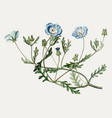 baby blue eyes flower vector image vector image
