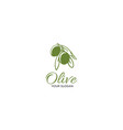 olive leaf vector image vector image