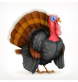 turkey icon vector image