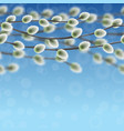 willow branches on blue sky with bokeh effect vector image