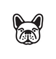 french bulldog head vector image