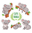 with koala in various poses vector image vector image