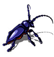 Watercolor Bug Beetle Royalty Free Vector Image