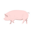 domestic pink pig on white background vector image vector image