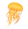 jellyfishes or medusae yellow underwater animal vector image vector image