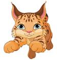 lynx vector image