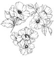 rosa canina flower black and white vector image