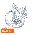 tamarillo hand drawn vector image vector image