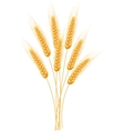 ripe ears wheat set isolated detailed template vector image