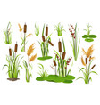 bulrush and water plants objects mega set vector image