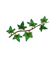 tropical liana leaves composition vector image