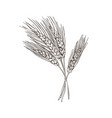 wheat beer basic ingridient vector image