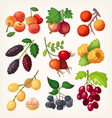 juicy colorful berry icons vector image vector image