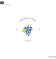 blue grape with leaf logo template vector image