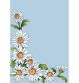 chamomiles vector image