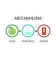 Metabolism Royalty Free Vector Image - VectorStock