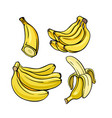 yellow bananas set on white background vector image