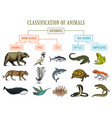 classification of animals reptiles amphibians vector image