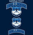 bulldogs team mascot vector image