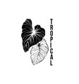 palm leaves hand drawn logotype template vector image vector image